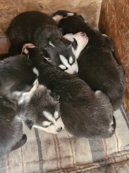 Šteniatka sibirsky husky - 2