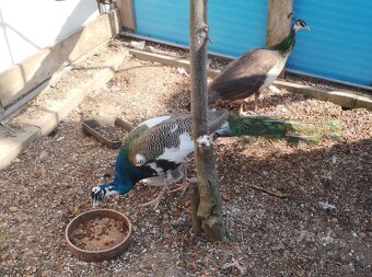 Páv, pávy, páva, pávica - 2