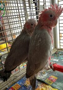 Kakadu ružový - 2
