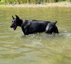 Doberman šteniatka s PP - 2