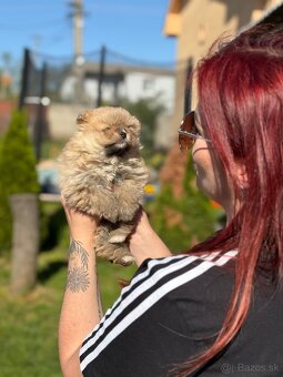 Oranžový špic -Pomeranian - 2