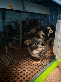 Predám 3 týždňové wyandotky cierno strieborno lemované - 2