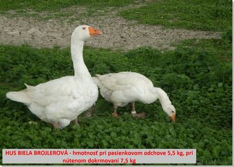 Predám húsatá biele brojlerové - 2