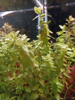 Akvariove rastliny - 2
