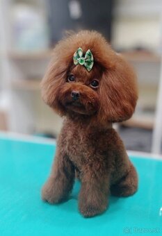 Pudlik mini toy - 2