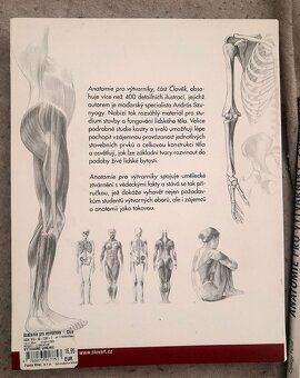 Anatomie pro vytvarniky - 2