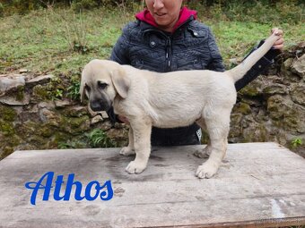 Kangal šteniatko s PP - 2