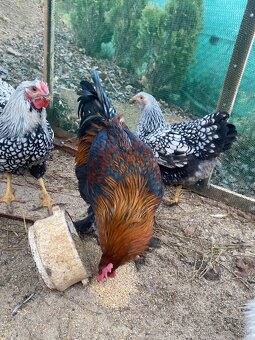 Predám kohuta maranska - 2