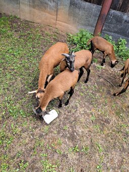 Kamerunské ovce - 2