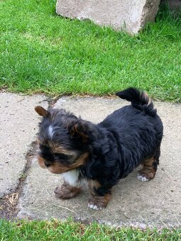 Yorkshire terier - 2