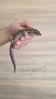 Gekončík nočný (Eublepharis macularius) - 2