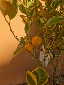 Calamondin panašovaný - Calamondin variegata - 2