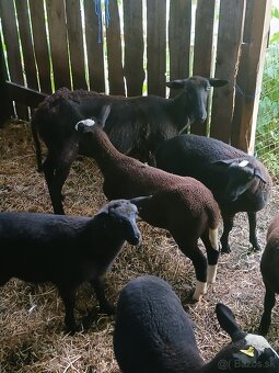 Zwartbles - 2