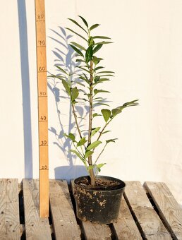 Vavrínovec, tis, smaragd - 2