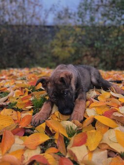 Nemecký ovčiak - 2