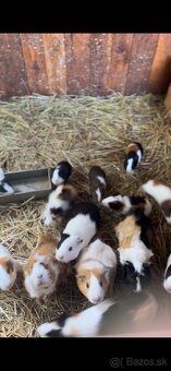 Marca morčatá, morské prasa - 2