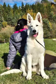 Biely švajčiarsky ovčiak s PP - 2