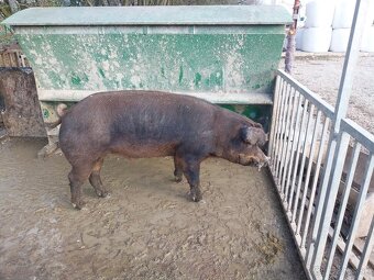 Kanec duroc - 2