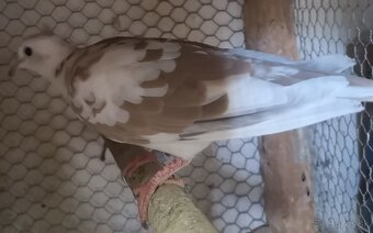 Predám chichotavé hrdličky: - 2