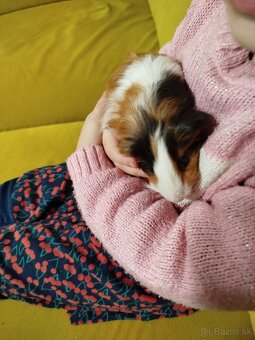 Morské prasiatko - morča - 2