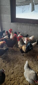 Predám kohútov - 2