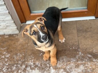 Predám Šteniatka - 2