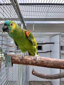 Amazoňan modročelý chovný pár - 2