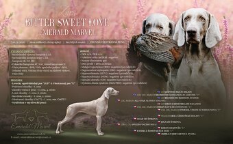 Weimarský krátkosrstý stavač - štěniatka s PP - 2