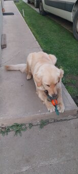 Zlatý retríver - 2