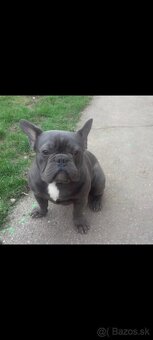 Francúzsky buldoček modrý krytie - 2