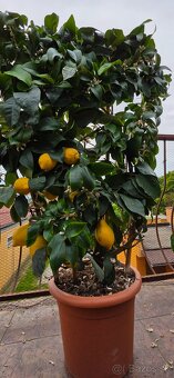 Predam krasne citronovniky... - 2