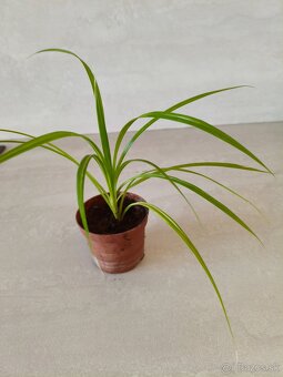 Pandanus - 2