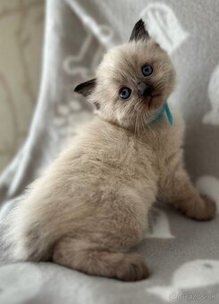 Ragdoll kocúrikovia - 2