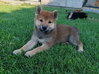Shiba inu psýky s PP - 2