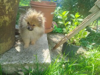 Predám fenku pomeraniana s PP FCI - 2