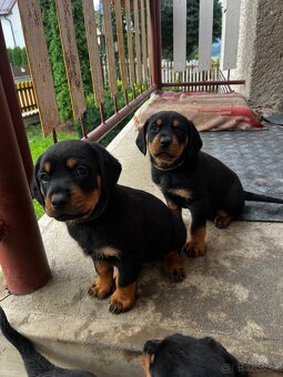 Predám šteniatka Rotweiller x Kopov - 2