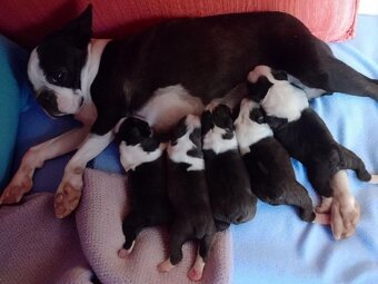 Boston Terrier,Bostonský teriér,Boston - 2