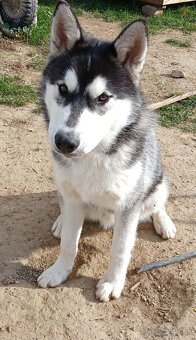 Predám 6 mesačného, psíka sibírsky husky - 2