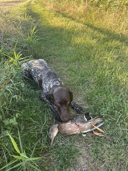 Nemecký kratkosrstý stavač - 2