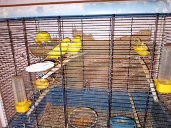 Kanariky,andulky - 2