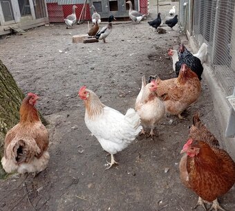 Predám sliepky, kohúta, kačicu,husy .. - 2