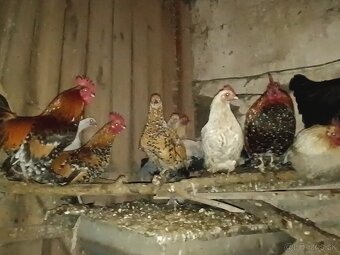 Predám Liliputky - 2