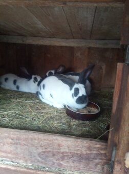 Nemecký obrovitý strakáč - 2