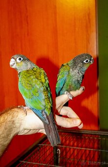 Pyrura perlata - ručný dokrm - 2