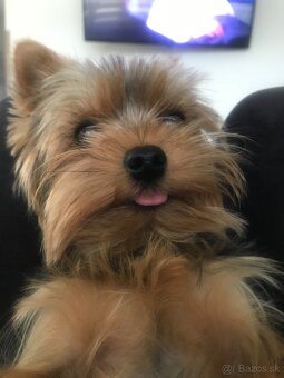 Yorkshirsky terier KRYTIE - 2