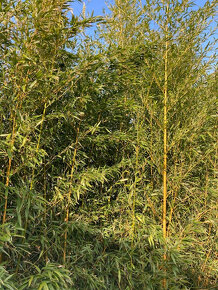 Predám bambus phyllostachys vysoký 2,5 - 4 m - Stupava - 2