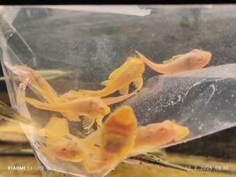 L165 albino Gibbiceps Pleco+mix - 2