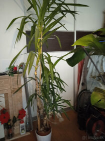 izbova rastlina, dracena vysoka 2.60 m - 2