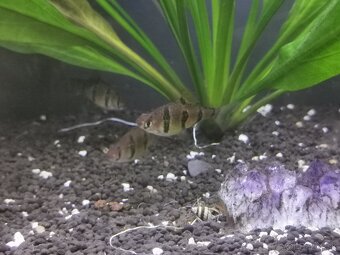Akvarijne Rybyčky-Mrenky - 2