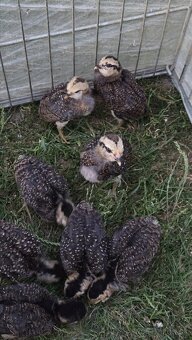 Araucana kuriatka - 2